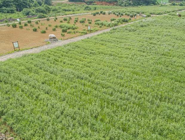 讓道地藥材點“綠”成金